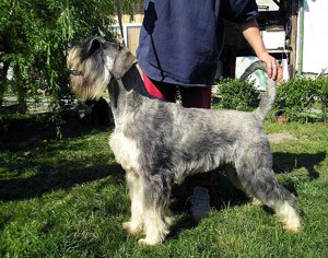 Z’eridanu dog love ELIZABETH QUEEN Z’eridanu dog love ELIZABETH QUEEN