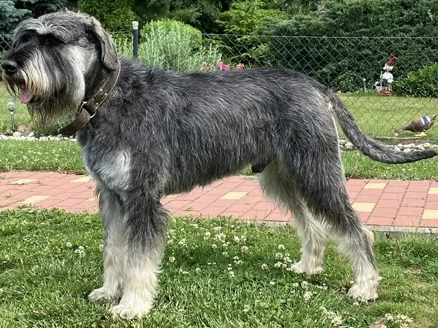 Edgar piccolo magnifico