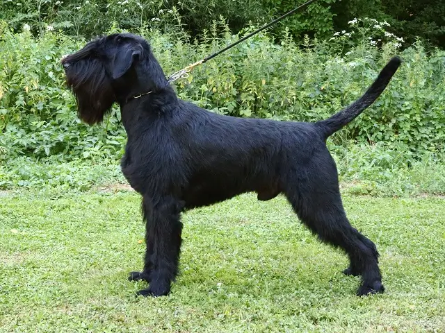 Inos black dvomaro