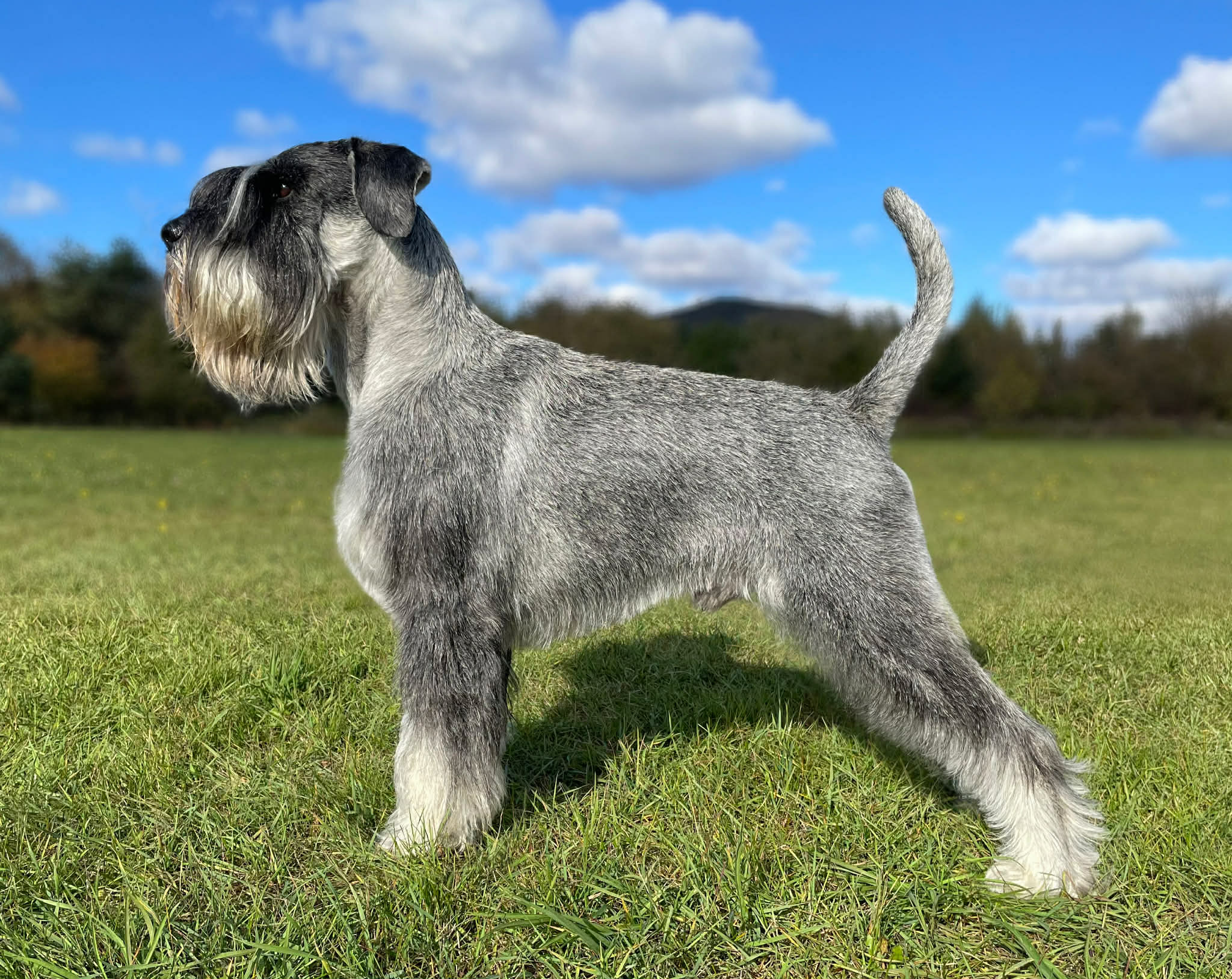 Fast and Furious Gloria Leones